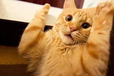 1920x1080 Scared Cat Desktop PC And Mac Wallpapers