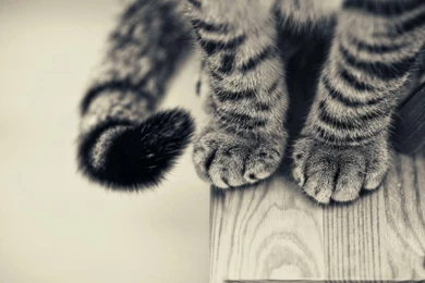 Cats Paws HD Wallpapers