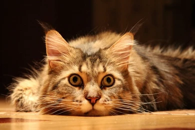 1920x1080 Cute Funny Cat Desktop PC And Mac Wallpapers