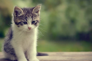 YouWall   Beautiful Cat Wallpapers   Wallpaper,wallpapers,free ...