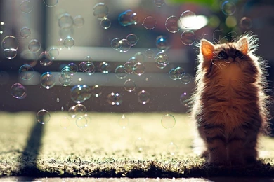 Cat soap bubbles 1920x1080   Magic4Walls.com