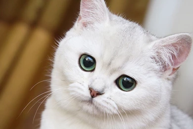 1920x1080 Cute White Cat Close up Desktop PC And Mac Wallpapers