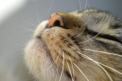 Download 1920x1080 Cat Is Smiling Wallpapers