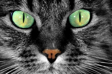 1920x1080 Cat Green Eyes Wallpapers