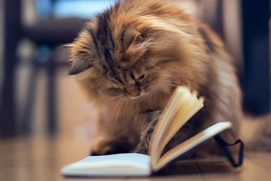 1920x1080 Cat Book Wallpapers