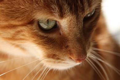 1920x1080 Orange Cat Wallpapers