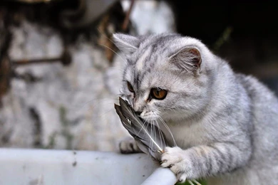 Cute Gray Cat With Camera Wallpapers 1600x900 Px Free Download ...
