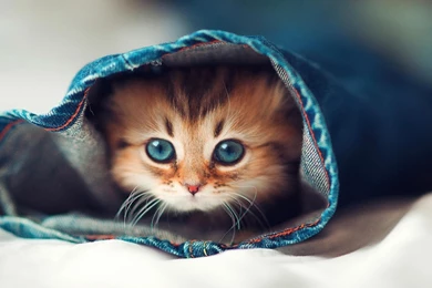 HD Quality Cute Kitty Cats 1 Animals HD Wallpapers SiWallpapers 2365