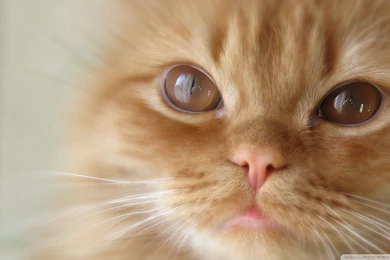 Cat Wallpapers Full HD [1920x1080]   Free Wallpapers Full Hd 1080p ...