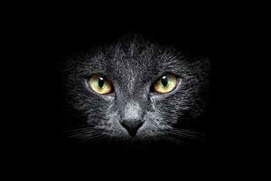 Black Cat Computer Wallpapers, Desktop Backgrounds