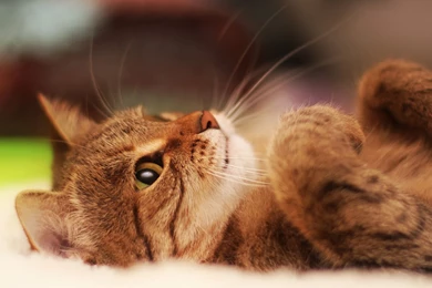 Lazy Cat Wallpapers   Animal Wallpapers