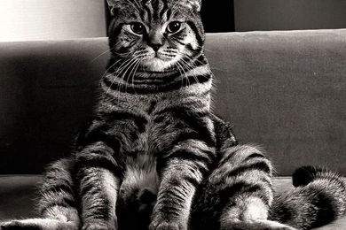 Monochromatic Cat Wallpapers Animal Wallpapers