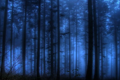 Dark Blue Forest Wallpapers