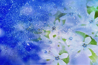 Free High Resolution Desktop Images