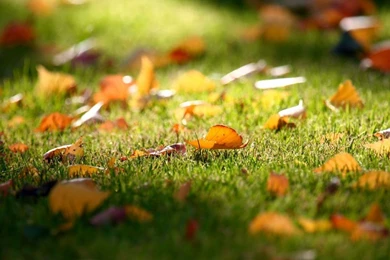 Carpet of leaves_wallpapers_24616_1280x1024.jpg