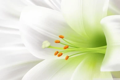 White Lily, Easter Flower HD Desktop Wallpapers : Widescreen : High ...