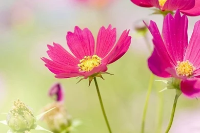 Fresh Purple Tulips Flowers Wallpaper Images H