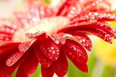 Flowers Wallpapers Part 2   Transformers Wallpapers