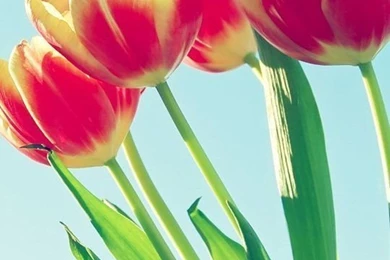 Flowers Wallpapers On Pinterest