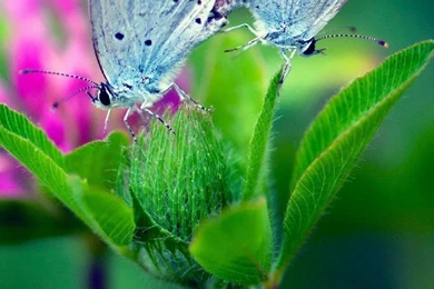 Butterfly Flower Wallpapers : Desktop : iPhone : Tablet