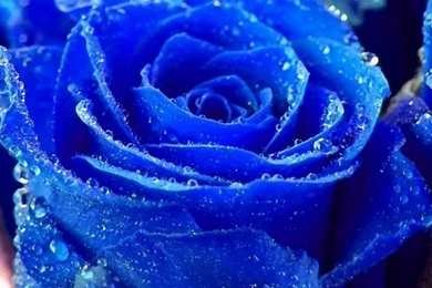 Hd mobile wallpapers 1000x700.jpg