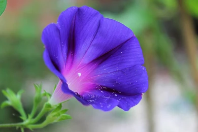 Wondrous HD Flowers Wallpapers For Mobile