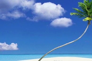 1080x1920 Palm Nature Wallpapers HD