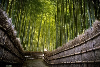 Hd Wallpapers For Mac 1920x1080   Wallpapers Animal Hd