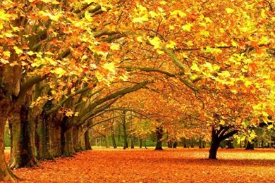 HD Quality Beautiful Autumn Widescreen Wallpapers HD 10 ...