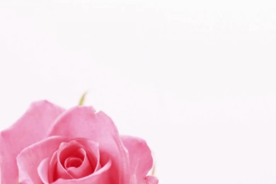 Iran Flowers Nature Roses White Backgrounds Wallpapers