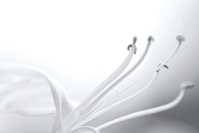 1440x900 White World Wallpaper, Music And Dance Wallpapers