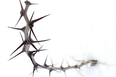 Thorn On A White Backgrounds Wallpapers And Images   Wallpapers ...
