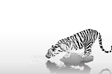 Tigers White Backgrounds Wallpapers   (