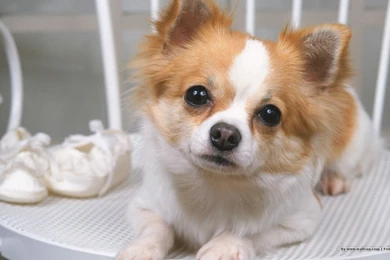 1440*900 Lovely Puppy Wallpapers / Lovely Puppies Photos 1440x900 ...