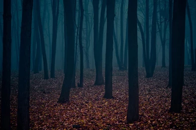 Dark Forest HD Wallpapers   HD Wallpaper Backgrounds Of Your Choice