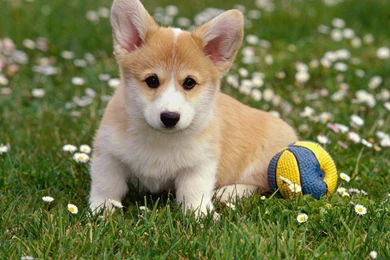 Lovely Puppy Corgi Wallpapers For Your Computer Desktop. Desktop ...
