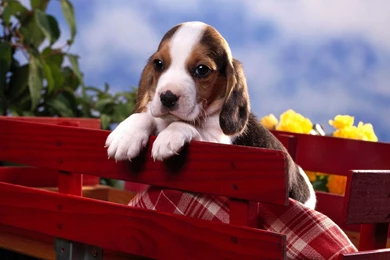 Deagle Puppy Wallpapers  AtozWallpapers