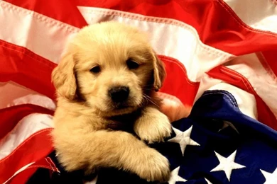 Funny American Puppy Wallpapers For Desktop