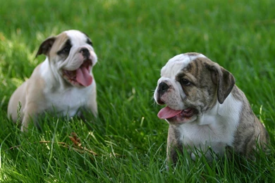 Bulldog Puppy HD Wallpapers