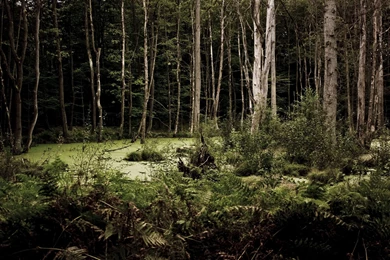 Woods Wallpapers Best Car 2015