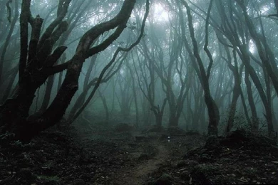 Dark Woods PS Vita Wallpapers Free PS Vita Themes And Wallpapers