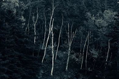 Dark Woods Wallpapers Nature Wallpapers