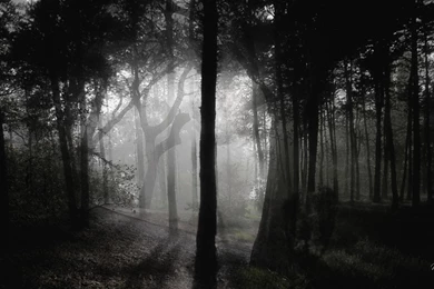 Dark Forest Wallpapers >> Backgrounds With Quality HD