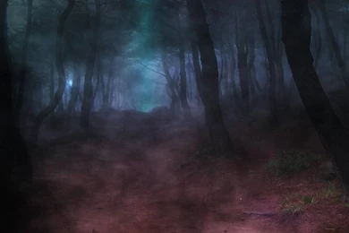 Dark Wood Forest Path Wallpapers (