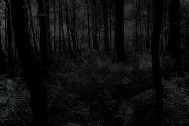 Creepy Trees Dark Forests Woods Wallpapers
