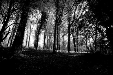 Dark Woods By Gracie16 On DeviantArt