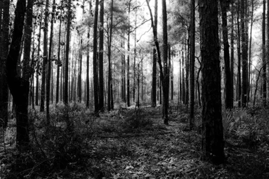 In The Dark Woods By HunterOneroi On DeviantArt