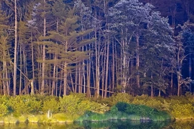 Dark Woods HD Desktop Wallpapers : High Definition : Mobile : Dual ...