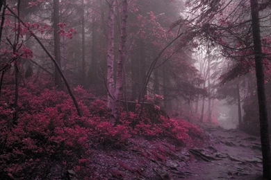 Ultra HD 4K Wood Wallpapers HD, Desktop Backgrounds 3840x2400 ...