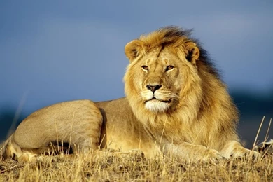 African Lion 1024 X 600 Wallpapers